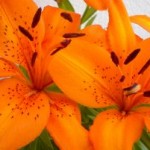 Lírio: flor ideal para buquês e arranjos de casamento