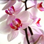 Orquídea: seu formato exótico é o charme