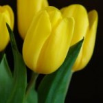 Tulipa: aspecto plástico